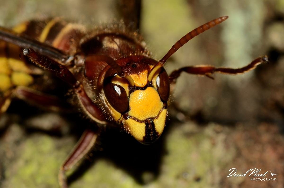 David Plant Photography - Wildlife Photography - Hornet, Vespa crabro - C.jpg - Hornet's face - Warwickshire